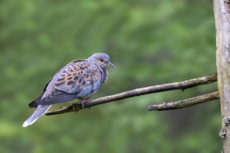 Turtle dove (Streptopelia turtur), sitting on a branch, captive, Bavaria, Germany