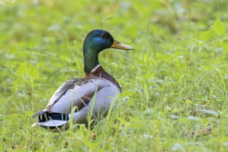 Mallard (Anas platyrhynchos), male, Kundler Klamm, Kundl, Tyrol, Austria