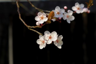Cherry blossom, white to light pink colour