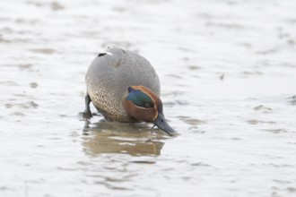 Common teal duck (Anas crecca) adult male bird feeding on mud, England, United Kingdom
