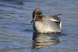 Common teal duck (Anas crecca) adult male bird on a lake, England, United Kingdom