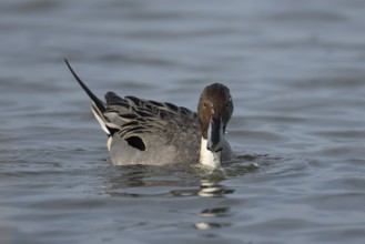 Northern pintail duck (Anas acuta) adult male bird on a lake, England, United Kingdom