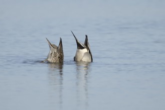 Northern pintail duck (Anas acuta) adult male and female birds feeding on a lake, England, United