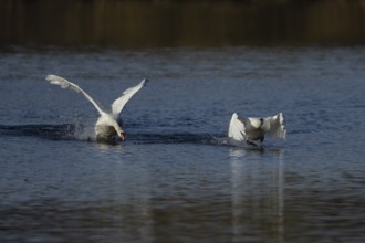 Mute swan (Cygnus olor) two adult birds running on water on a lake one bird being chased by