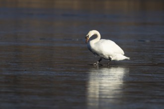Mute swan (Cygnus olor) adult bird on ice of a frozen lake in winter, England, United Kingdom