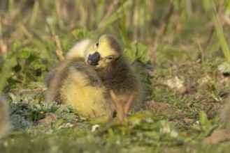 Canada goose (Branta canadensis) juvenile baby gosling bird resting on grassland, England, United
