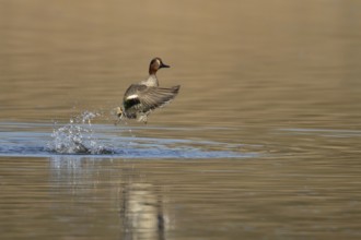 Common teal duck (Anas crecca) adult male bird taking off in flight on a lake, England, United