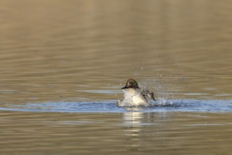 Common teal duck (Anas crecca) adult male bird bathing on a lake, England, United Kingdom