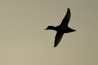 Pochard duck (Aythya ferina) silhouette of an adult male bird in flight at sunset, England, United