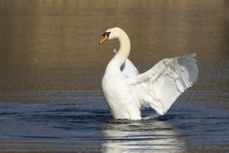 Mute swan (Cygnus olor) adult bird flapping its wings on water on a lake, England, United Kingdom