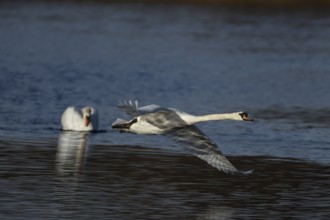 Mute swan (Cygnus olor) one adult bird flying over a lake with another bird on the water, England,