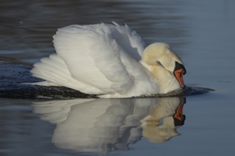 Mute swan (Cygnus olor) adult bird in aggresive pose on water on a lake, England, United Kingdom