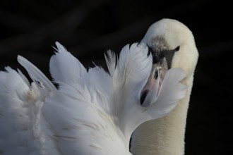 Mute swan (Cygnus olor) adult bird preening its wing feathers, England, United Kingdom