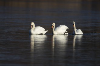 Mute swan (Cygnus olor) three adult birds on ice of a frozen lake in winter, England, United