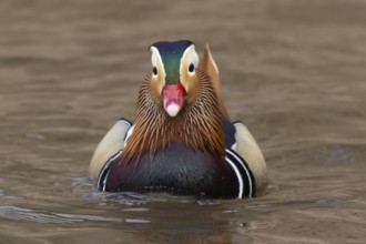 Mandarin duck (Aix galericulata) adult male bird on a lake, England, United Kingdom