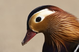 Mandarin duck (Aix galericulata) adult male bird head portrait, England, United Kingdom