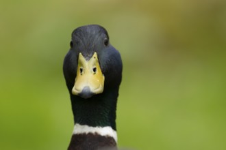 Mallard duck (Anas platyrhynchos) adult male bird head portrait, England, United Kingdom