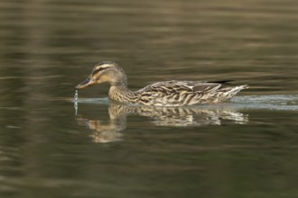 Mallard duck (Anas platyrhynchos) adult female bird drinking on a lake, England, United Kingdom