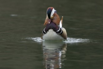 Mandarin duck (Aix galericulata) adult male bird displaying on a lake, England, United Kingdom