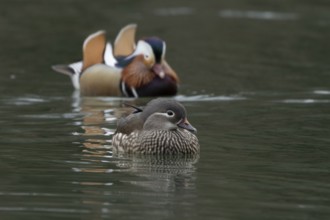 Mandarin duck (Aix galericulata) adult female and male birds on a lake, England, United Kingdom
