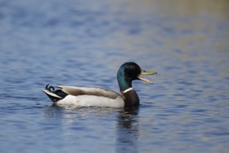 Mallard duck (Anas platyrhynchos) adult male bird calling or quacking on a lake, England, United