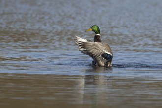Mallard duck (Anas platyrhynchos) adult male bird flapping its wings on a lake, England, United