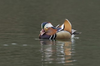 Mandarin duck (Aix galericulata) adult male bird calling or quacking on a lake, England, United