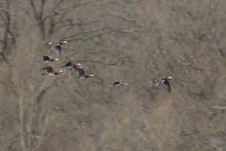 Mandarin duck (Aix galericulata) adult female and five male birds in flight, England, United