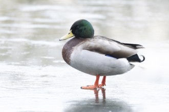 Mallard duck (Anas platyrhynchos) adult male bird standing on ice of a frozen lake in winter,