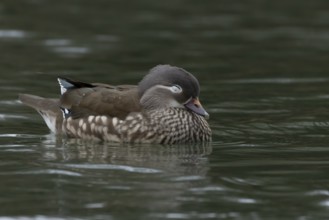 Mandarin duck (Aix galericulata) adult female bird sleeping on a lake, England, United Kingdom