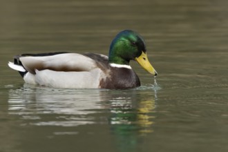 Mallard duck (Anas platyrhynchos) adult male bird drinking on a lake, England, United Kingdom