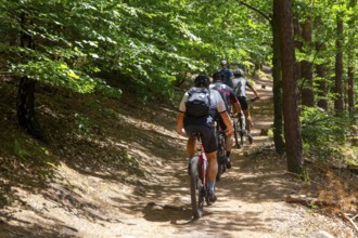 Group of mountain bikers in the central Palatinate Forest