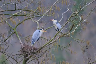 Grey heron (Ardea cinerea), two herons in a tree, one in the nest, the other on a branch,