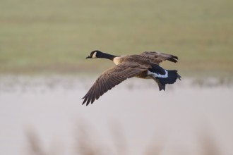 Canada goose (Branta canadensis), flying over a natural landscape with blurred background, winter,