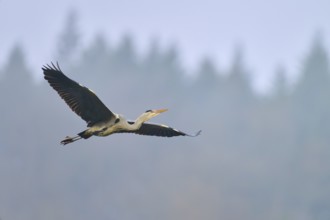 Grey heron (Ardea cinerea), flying majestically over a misty forest background in the blue sky,