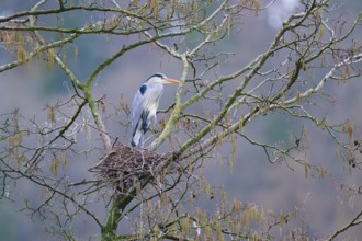 Grey heron (Ardea cinerea), sitting in a nest on a tree branch and gazing into the distance on a