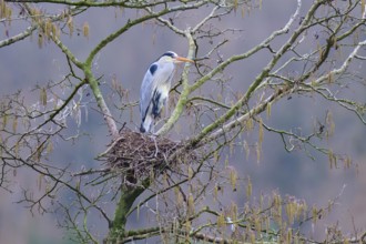 Grey heron (Ardea cinerea), standing on its nest in a tree, surrounded by leafless branches in
