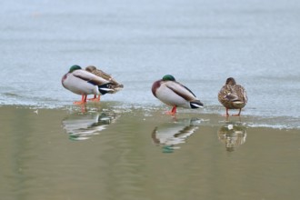 Mallard (Anas platyrhynchos), four ducks standing on ice with water reflection in a cold