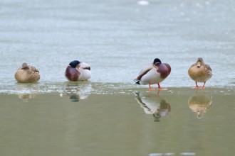 Mallard (Anas platyrhynchos), four ducks resting on a patch of ice, surrounded by reflecting water,