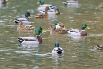 Mallard (Anas platyrhynchos), drakes and ducks swimming peacefully in a natural body of water,