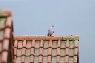 A wood pigeon (Columba palumbus), sitting on a moss-covered tiled roof under a grey sky,