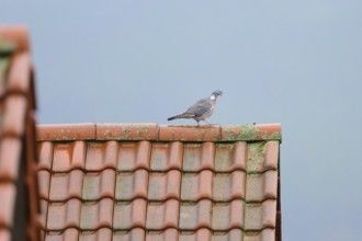 A wood pigeon (Columba palumbus), walking on a moss-covered tiled roof under a grey sky,