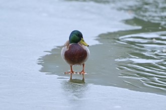 Mallard (Anas platyrhynchos), drake standing still on a frozen surface, winter, Amorbach, Bavaria,