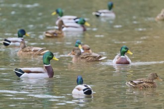 Mallard (Anas platyrhynchos), ducks in a large group swimming in calm waters, winter, Amorbach,
