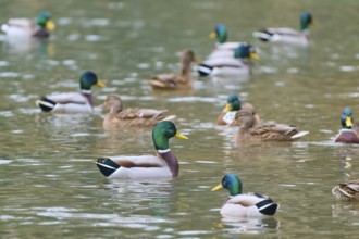 Mallard (Anas platyrhynchos), group of ducks swimming relaxed in the water, harmonious nature
