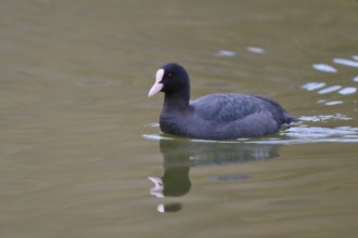 A coot (Fulica atra), swimming calmly on a lake, with a clear reflection in the greenish water,