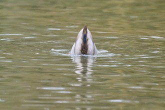 Mallard (Anas platyrhynchos), duck dipping its head under water, winter, Amorbach, Bavaria, Germany