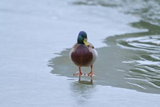 Mallard (Anas platyrhynchos), drake standing still on an icy surface, winter, Amorbach, Bavaria,