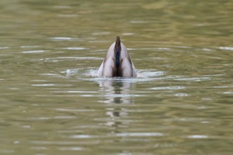 Mallard (Anas platyrhynchos), duck diving headfirst into the water, winter, Amorbach, Bavaria,