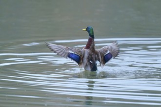 Mallard (Anas platyrhynchos), flapping its wings in the water and showing vivid colours, winter,